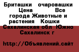 Бриташки - очаровашки.  › Цена ­ 3 000 - Все города Животные и растения » Кошки   . Сахалинская обл.,Южно-Сахалинск г.